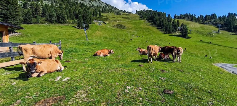 Free-grazing cows on an alpine pasture near the Acherkogel in the Stubai Alps in Hochoetz, Ötz, Ötztal, Tyrol, Austria