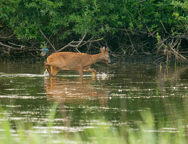 Deer (Capreolus capreolus), young roebuck runs through the shallow water zone of a lake, kingfisher (Alcedo atthis) flies past, Lower Saxony, Germany