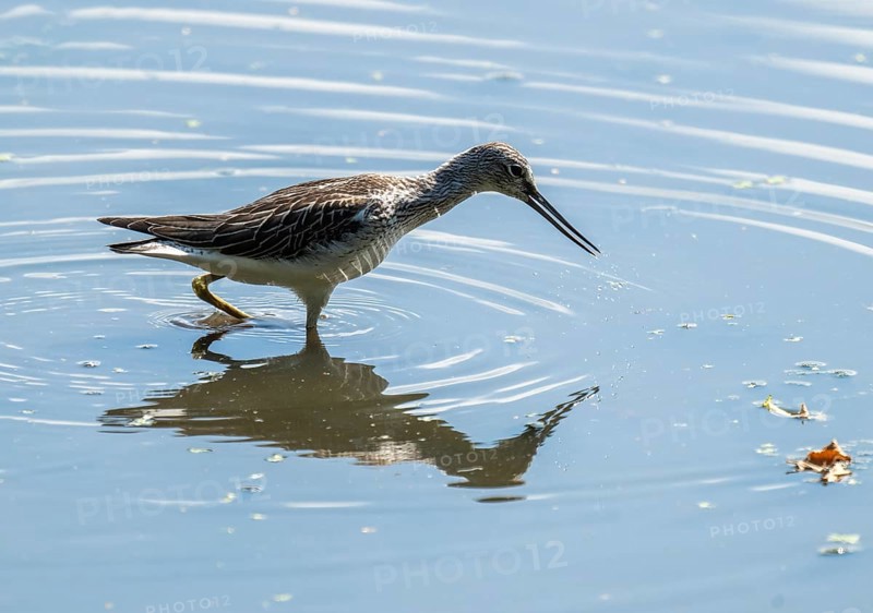 Green thighs (Tringa nebularia) looking for food in the shallow water zone of a body of water, wetland, Lower Saxony, Germany