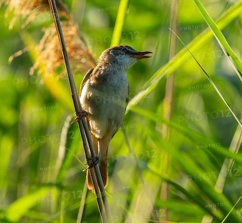 Thrush warbler (Acrocephalus arundinaceus) on a reed, reed (Phragmites australis), Lower Saxony, Germany