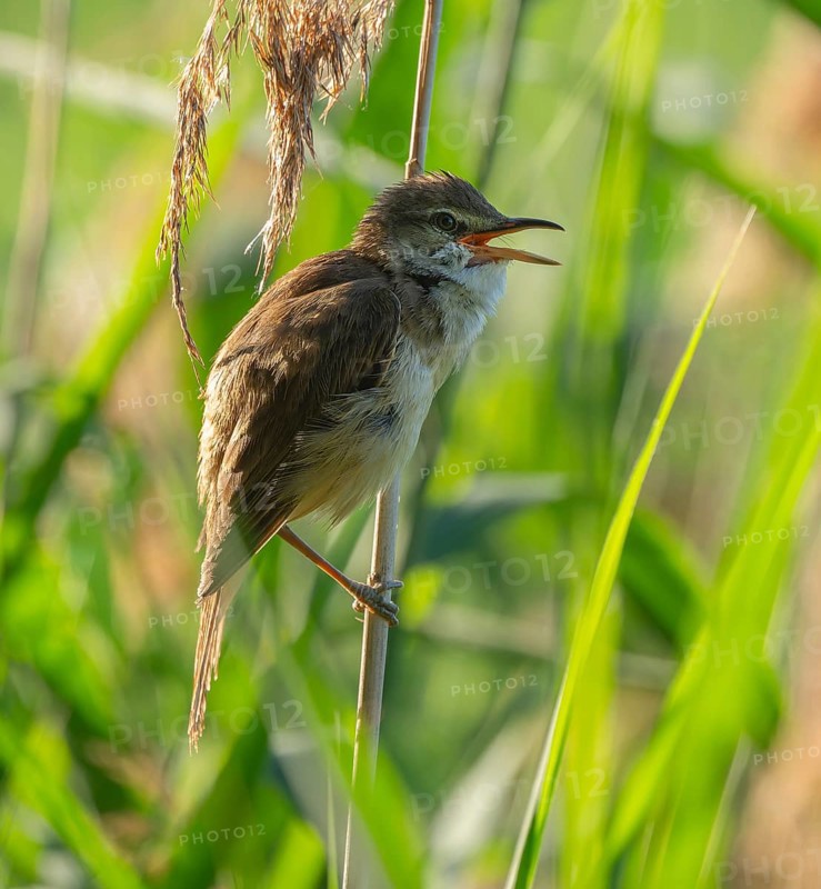 Thrush warbler (Acrocephalus arundinaceus), singing, on a reed, reed (Phragmites australis), Lower Saxony, Germany