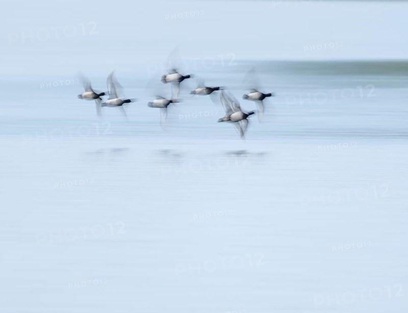 Heron duck (Aythya fuligula), heron flying over a lake, motion blur, long exposure, pull, mopping effect, Lower Saxony, Germany