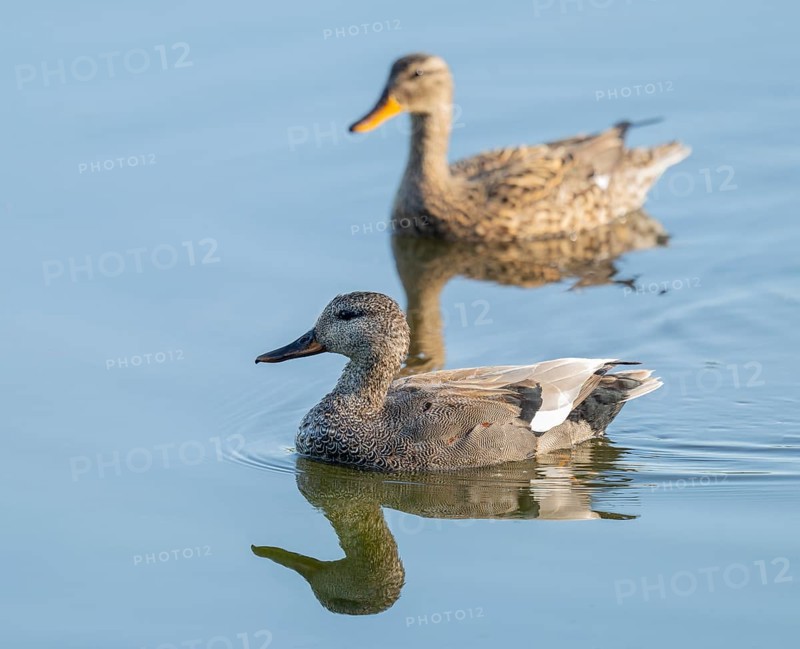 Schnatter duck (Mareca strepera), male and female swimming on a lake, Lower Saxony, Germany