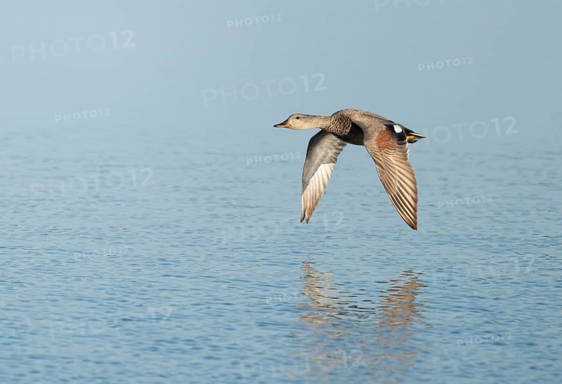 Schnatter duck (Mareca strepera), male flying across a lake, Lower Saxony, Germany