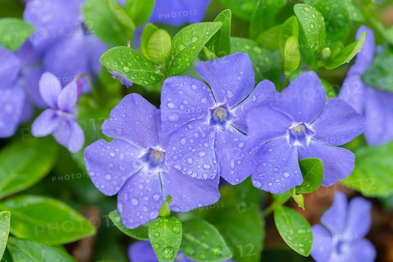 Small evergreen (Vinca minor), blooming, Lower Saxony, Germany