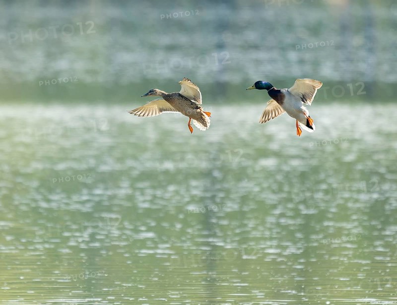 Mallard (Anas platyrhynchos), female and male flying across a lake, Lower Saxony, Germany