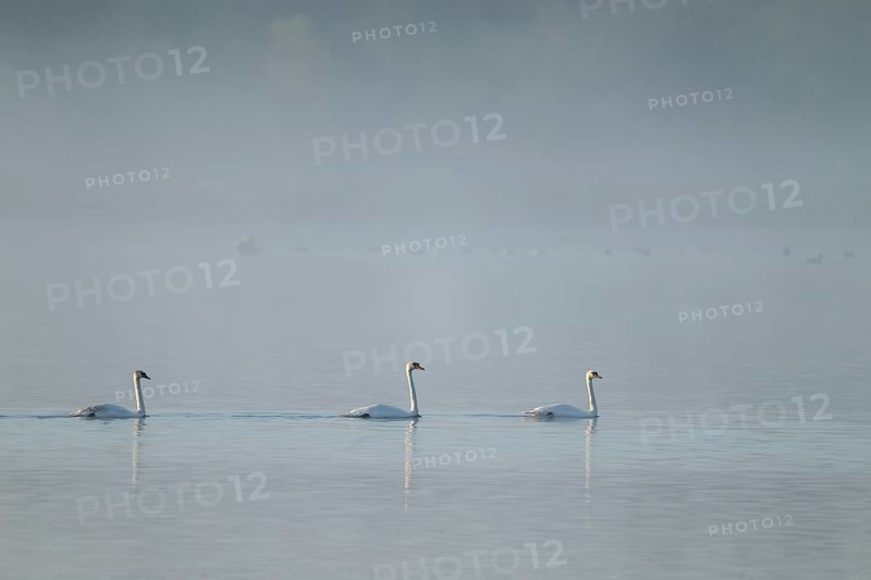 Humped swans (Cygnus olor) swimming on a lake in morning light, fog, Lower Saxony, Germany