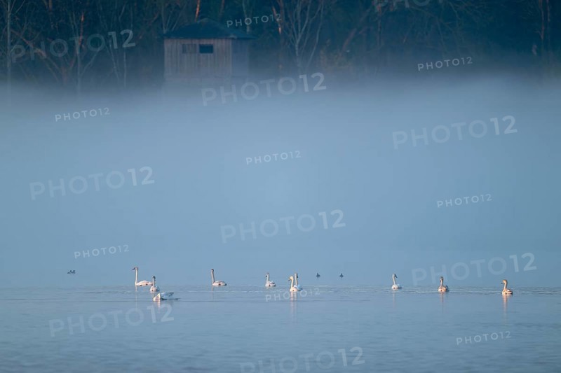 Humped swans (Cygnus olor) swimming on a lake in the morning light in fog, clouds of fog, Lower Saxony, Germany
