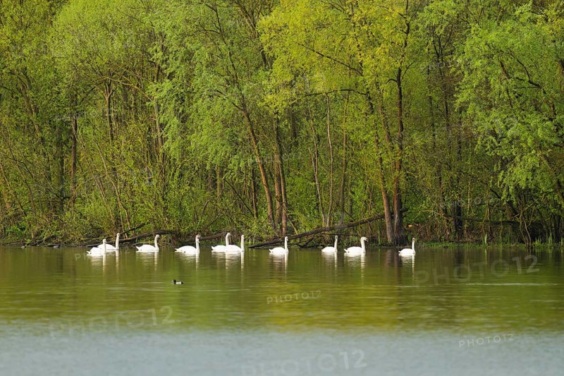 Humped swans (Cygnus olor) swimming on a lake, green forest, willows (Salix), spring, Lower Saxony, Germany