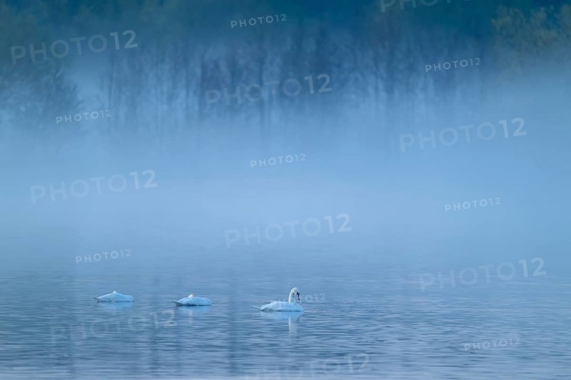 Humped swans (Cygnus olor) swimming on a lake in fog, clouds of fog, Lower Saxony, Germany