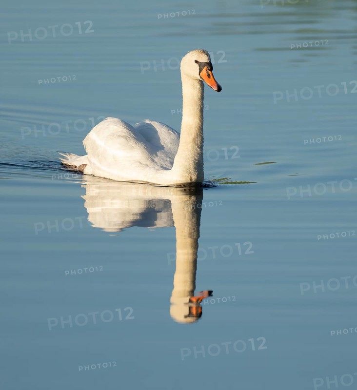 Silted swan (Cygnus olor) swimming on a lake, blue water, Lower Saxony, Germany
