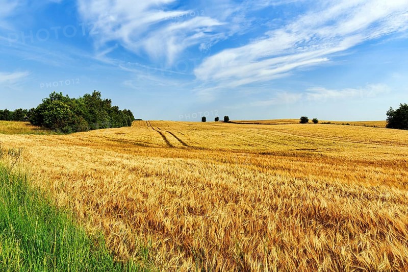 Golden yellow wheat field, harvest time, lanes of agricultural machinery, Cirrus, typical landscape in summer, Midtjylland, Jutland, Denmark