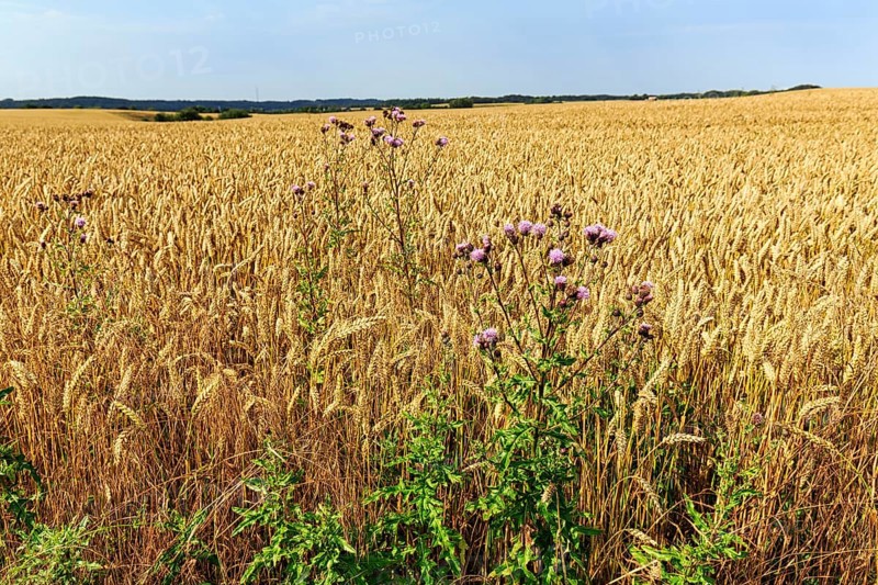 Golden yellow wheat field at harvest time, thistles in summer, detail, Midtjylland, Jutland, Denmark