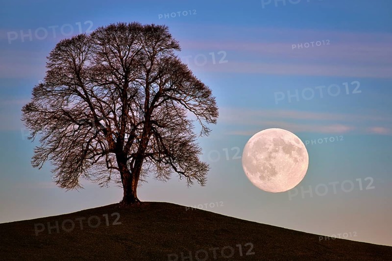 Full moon rising next to a leafless linden tree (Tilia), Canton of Zug, Switzerland
