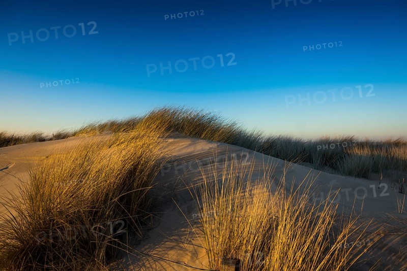Dunes and blue sky in winter, sunset, Spiekeroog, East Frisian Islands, Lower Saxony, Germany