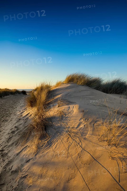 Dunes and blue sky in winter, sunset, Spiekeroog, East Frisian Islands, Lower Saxony, Germany