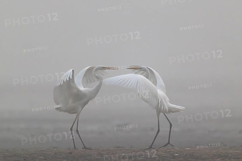 Great Egret, (Egretta alba) Warring Great Egret in the Mist, Lusatia, Saxony, Germany