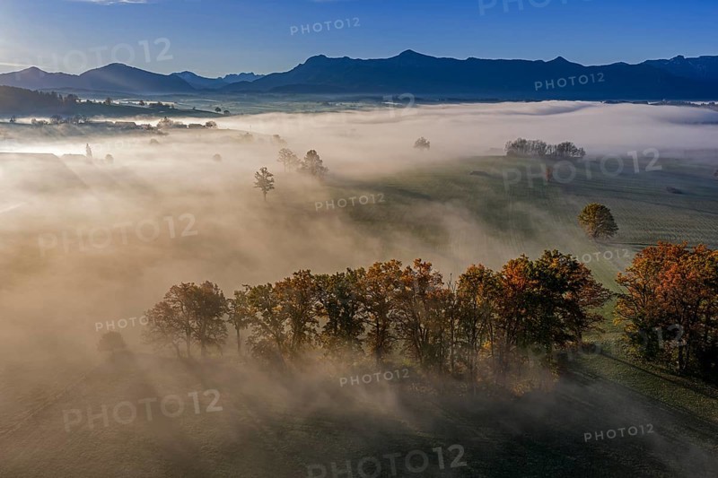 Trees, oaks, beech trees, sunny, morning light, autumn color, fog, aerial view, Riegsee, view of Kochler Mountains, foothills of the Alps, Upper Bavaria, Bavaria, Germany