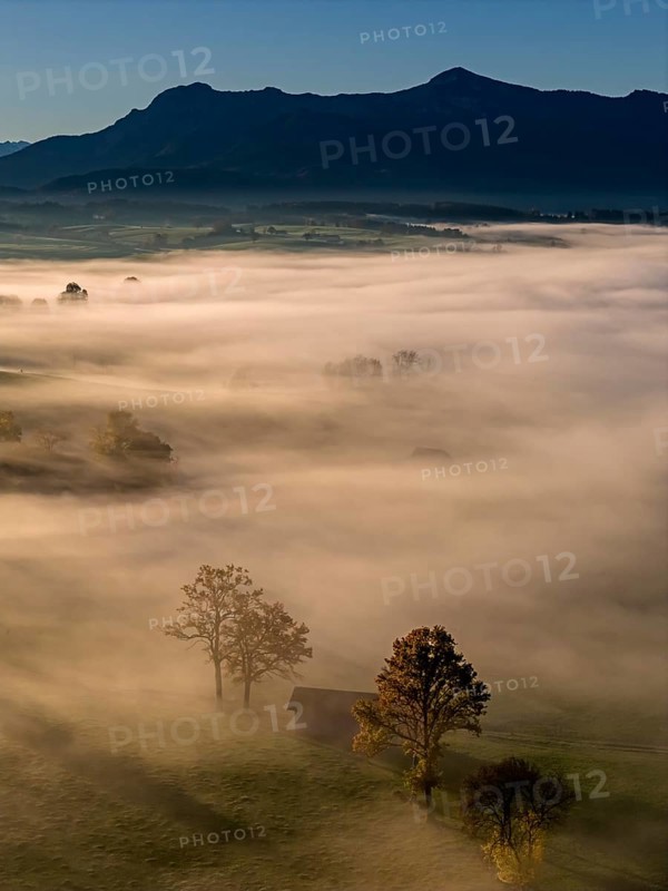 Trees, oaks, hut, sunny, morning light, autumn, autumn color, fog, aerial view, view of Herzogstand, Heimgarten, Alpine foothills, Upper Bavaria, Bavaria, Germany