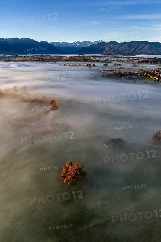 Tree, oak, mountains, sunny, morning light, autumn, autumn discoloration, fog, aerial view, view of Zugspitze, foothills of the Alps, Upper Bavaria, Bavaria, Germany