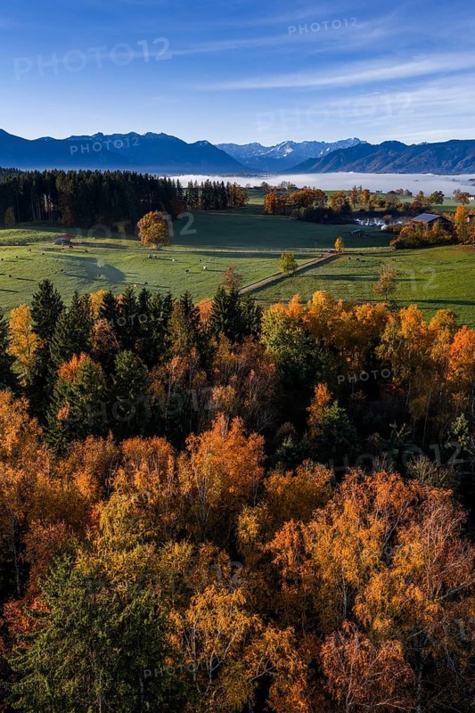 Trees, oaks, beech trees, sunny, morning light, autumn color, fog, aerial view, view of Zugspitze, foothills of the Alps, Upper Bavaria, Bavaria, Germany