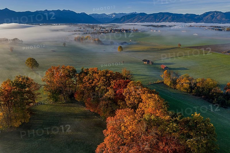 Trees, oaks, beech trees, sunny, morning light, autumn color, fog, aerial view, Riegsee, view of Zugspitze, Alpine foothills, Upper Bavaria, Bavaria, Germany