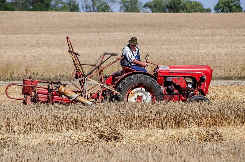 Older Allgaier-Porsche tractor with self-binder harvesting wheat at old-fashioned harvest festival in Svenstorp, Ystad municipality, Skåne county, Sweden, Scandinavia