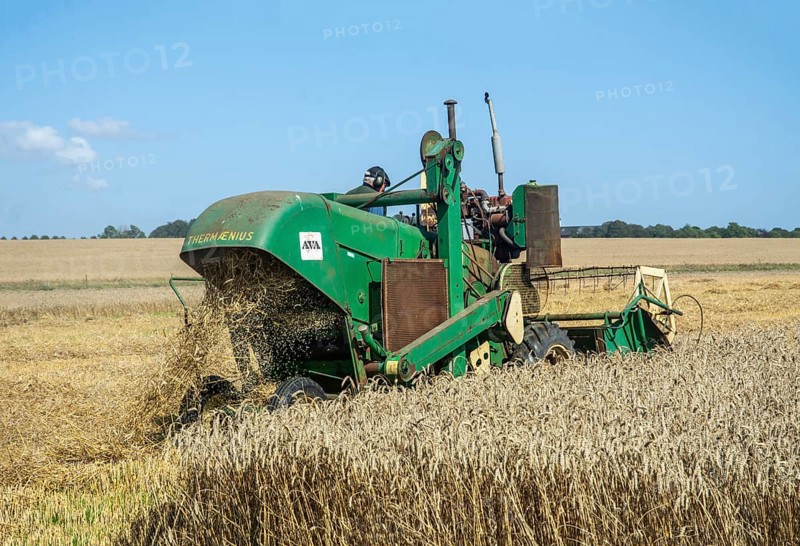 Older Termaenius combine harvester harvesting wheat at old-fashioned harvest festival in Svenstorp, Ystad municipality, Skåne county, Sweden, Scandinavia