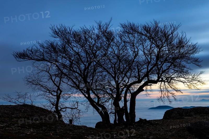 Inversion weather, fog, dawn, autumn, tree on Breitenstein, Ochsenwang, Swabian Jura, Baden-Württemberg, Germany
