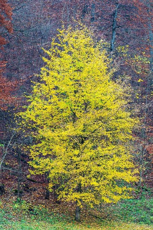 Ahron tree (Acer) in herb color, horse chestnut family (Hippocastanoideae), autumn, Donntal, Gutenberg, Swabian Jura, Baden-Württemberg, Germany
