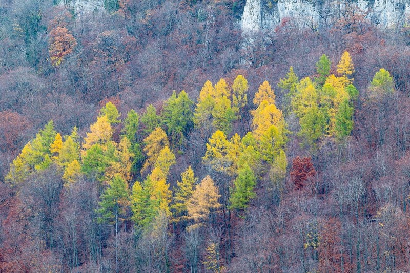 Larch (Larix) in autumn colors, Maisental, Bad Urach, Swabian Jura, Baden-Württemberg, Germany