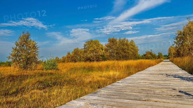 Barren landscapeof raised bog, National park of High Venn-Eifel, Wallonia, East Belgium