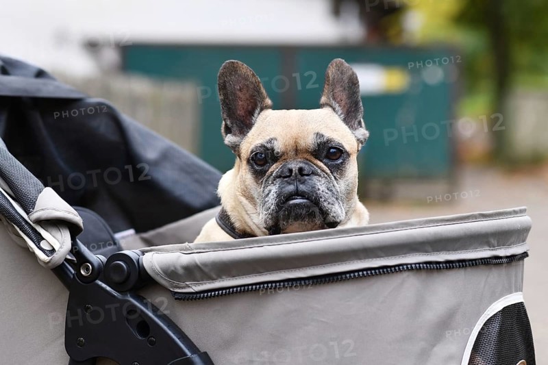 Old French Bulldog dog going on a walk in pet stroller
