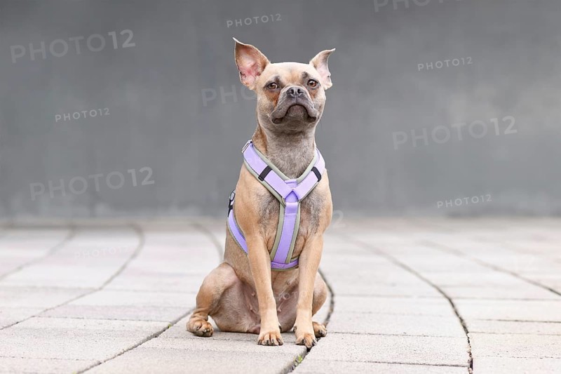 Young blue fawn French Bulldog with long heaathy nose wearing a dog harness in front of gray wall