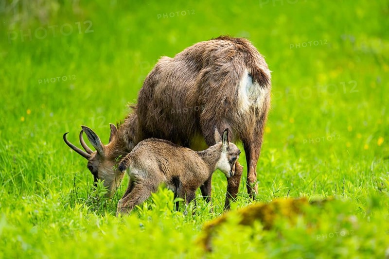 Chamois (Rupicapra rupicapra) Mother (doe) with her youngster (fawn) on a meadow, Austria