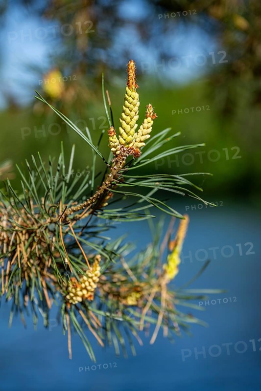 Scots pine (Pinus sylvestris) blossom in a forest in spring, Bavaria, Germany