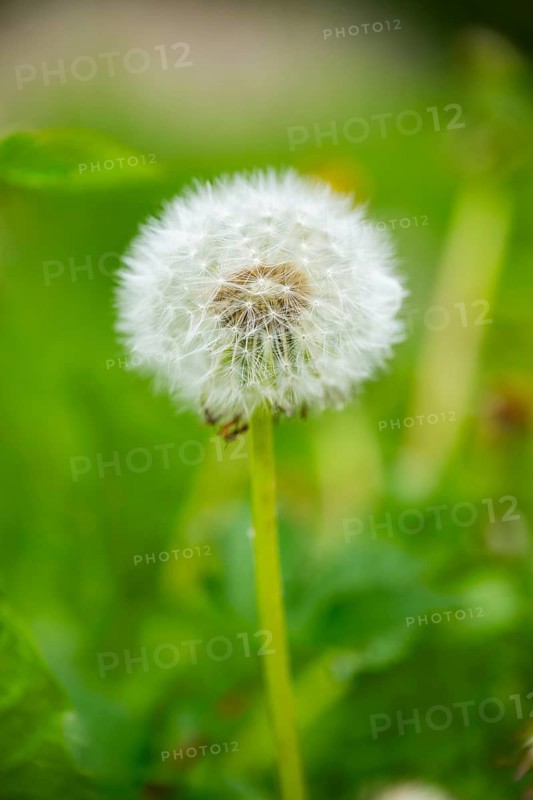 Common dandelion (Taraxacum officinale) seeds, detail, Bavaria, Germany