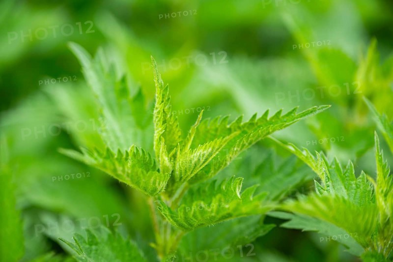 Common nettle (Urtica dioica), detail, spring, Bavaria, Germany