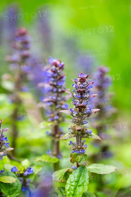 Bugle (Ajuga reptans) blossoms, detail, Bavaria, Germany