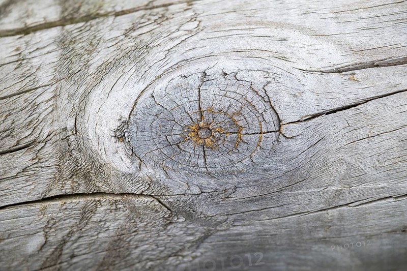 Close-up of a cut fruit in an old tree trunk, Bavaria, Germany