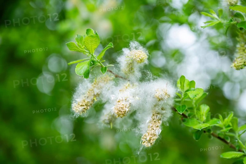 Eastern crack-willow (Salix euxina), pussy willow, seeds in spring, detail, Upper Palatinate, Bavaria, Germany