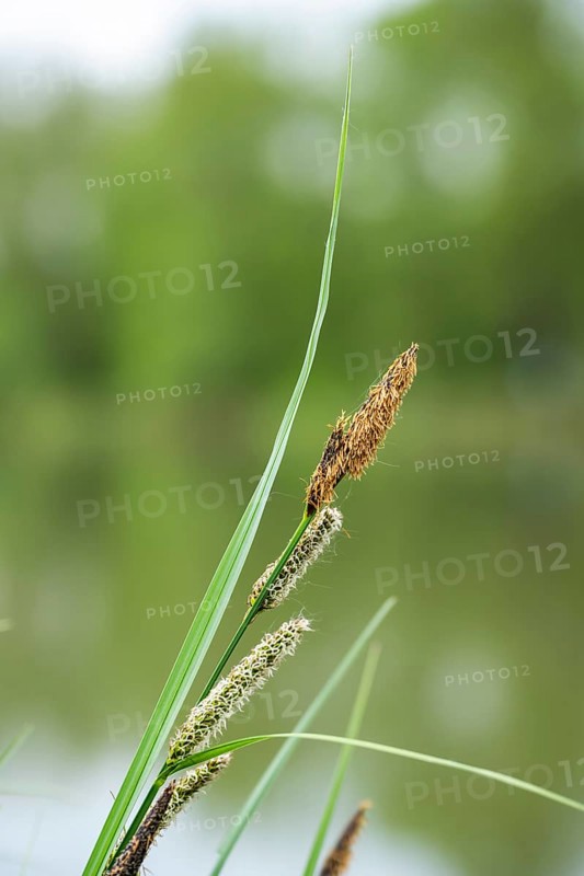 Greater tussock-sedge (Carex paniculata) grass blooming in spring, Bavaria, Germany