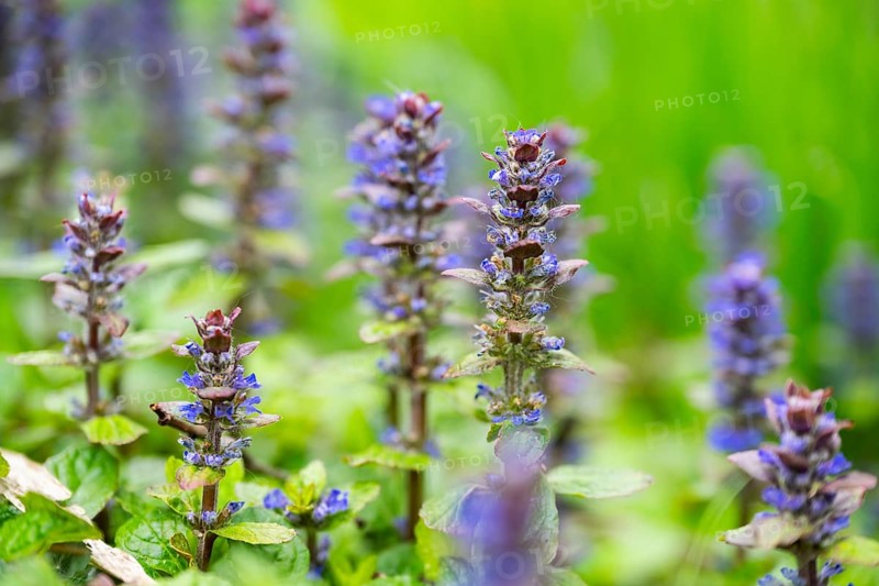 Bugle (Ajuga reptans) blossoms, detail, Bavaria, Germany