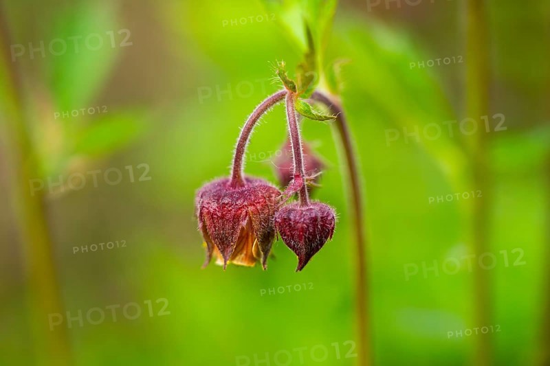Water avens (Geum rivale), blossom, detail, Bavaria, Germany