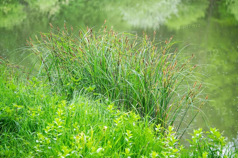 Greater tussock-sedge (Carex paniculata) grass bushes in a forest next to a little lake in spring, Bavaria, Germany