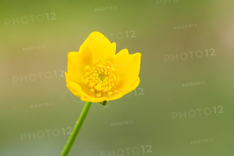 Corn buttercup (Ranunculus arvensis) blossom, detail, Bavaria, Germany