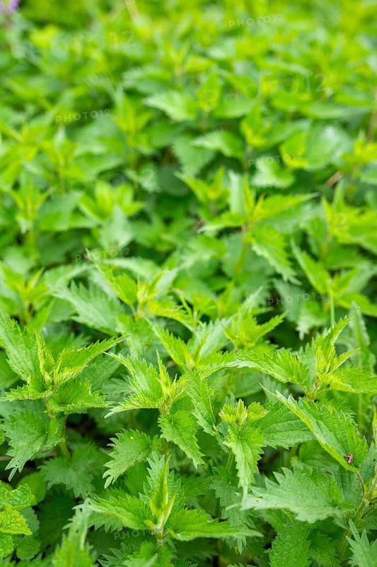 Common nettle (Urtica dioica), detail, spring, Bavaria, Germany