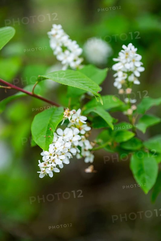 Bird cherry Prunus padus) blossoms, detail, Bavaria, Germany