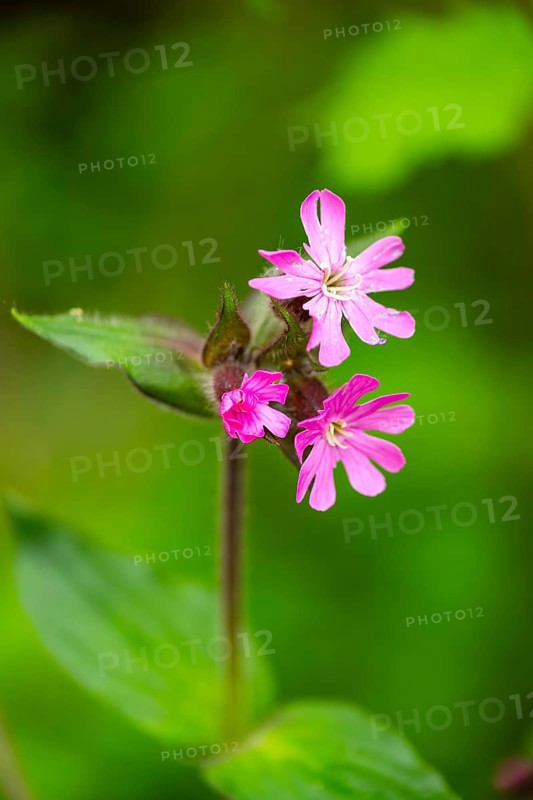 Red campion (Silene dioica) blossom, detail, Bavaria, Germany