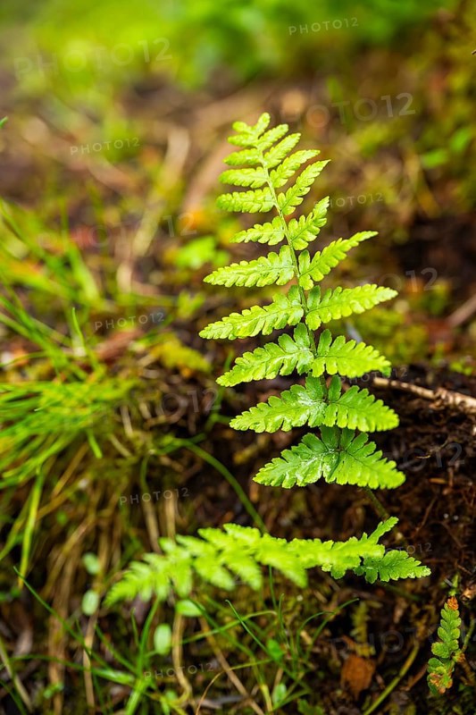 Red-stemmed feathermoss (Pleurozium schreberi) growing on old wood in a forest, Bavaria, Germany